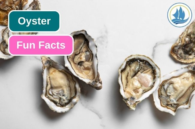 9 Impressive Facts about Oyster